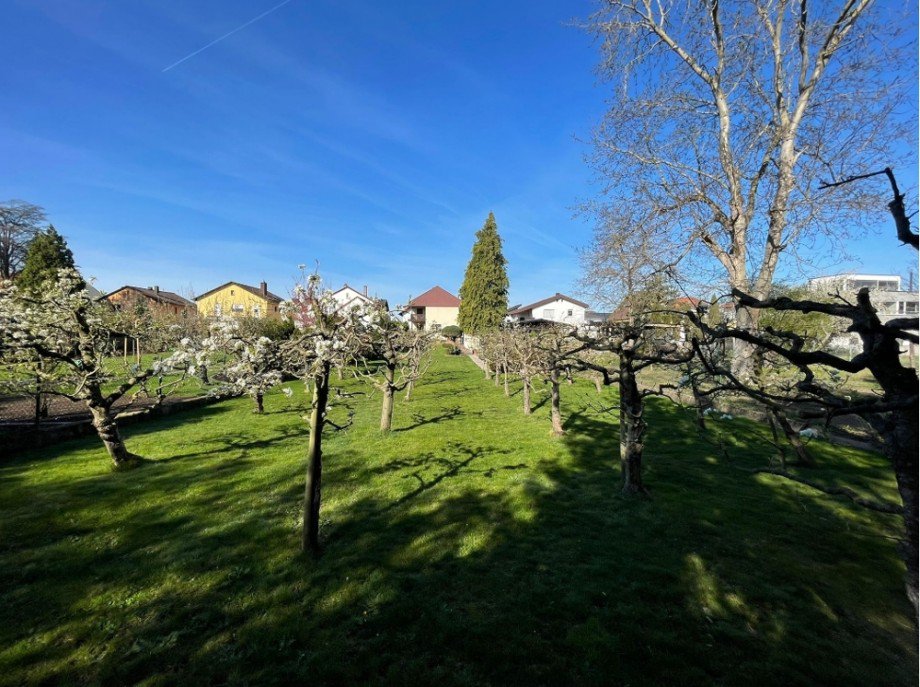 Obstbaum-Plantage Einfamilienhaus Kronau