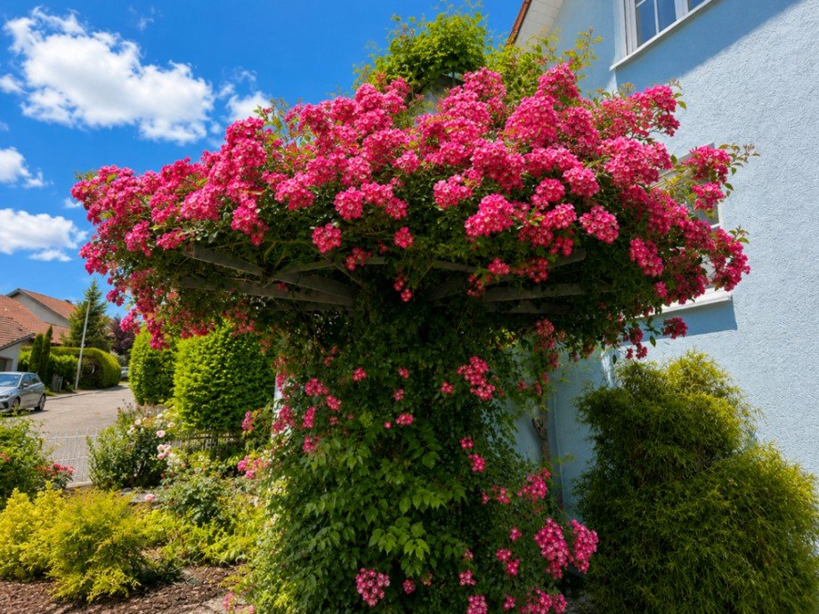 Rosenpergola Einfamilienhaus Flein