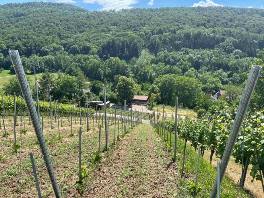 Mitten in den Weinbergen Ferienhaus Bretzfeld / Geddelsbach