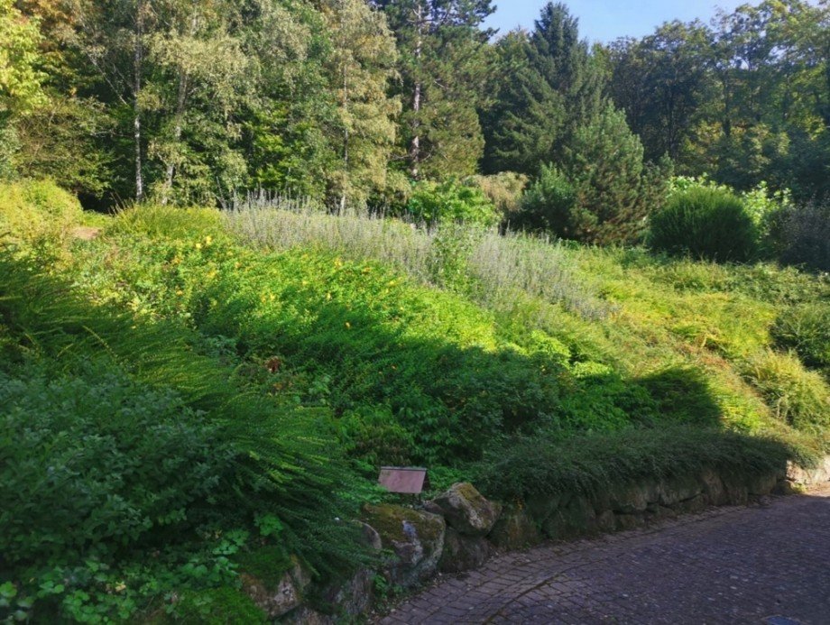 Waldrandlage Dachgeschosswohnung Neckargem�nd