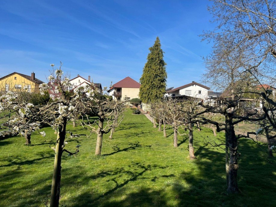 Obstbaum-Plantage Einfamilienhaus Kronau